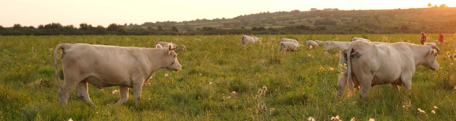 Despre formarea rasei Charolais